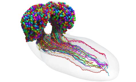 A revolutionary map of the fly brain could transform neuroscience.